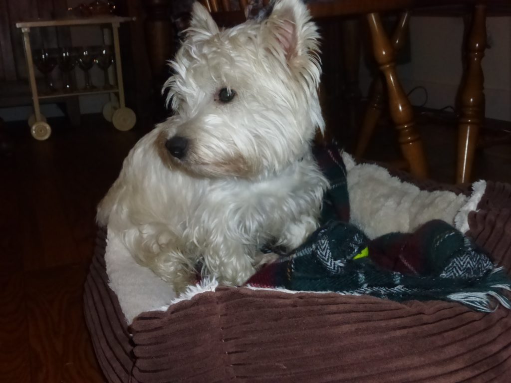 Westie Dog 2